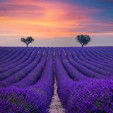 Valensole Provence