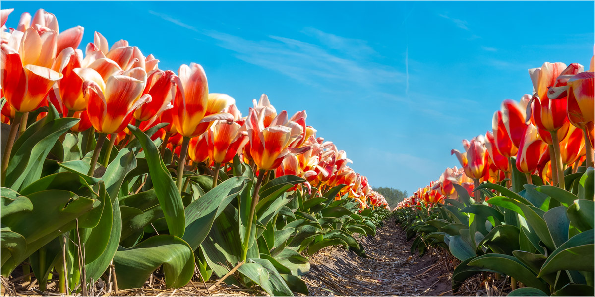 Holland im Frühling